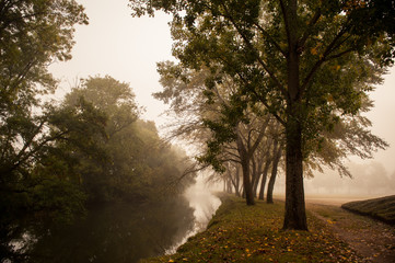 Rivière coulant le long d'une rangée d'arbres dans le brouillard en automne