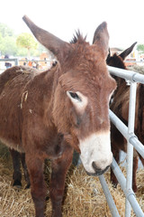donkey is standing and looking at camera in farm