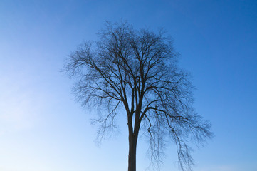 Baum ohne Blätter