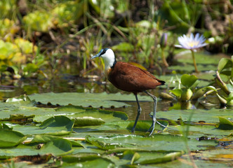 African Jacana with Lilly