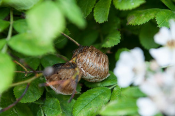 Brown butterfly chrysalis with gold dots in the leaves