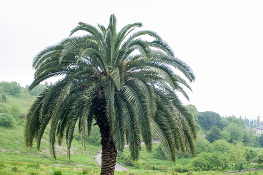 Frongs Bilder Durchsuchen 59 Archivfotos, und Videos