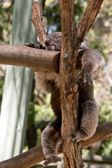 koala up a tree sleeping