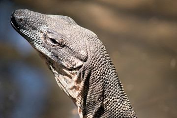 this is a close up of a lace monitor lizard