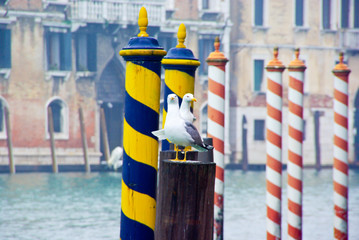 seagulls in venice