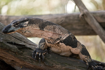 this is a close up of a lace monitor lizard