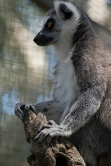 ring tail lemur
