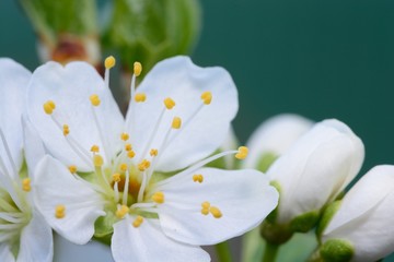 Macro shot of sloe blossom