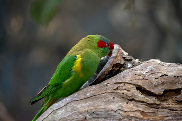 musk lorikeet  perched on a tree