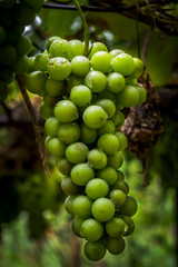 bunch of green grapes