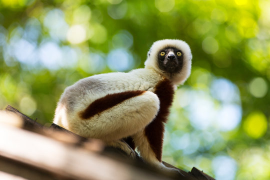 Coquerel's Sifaka