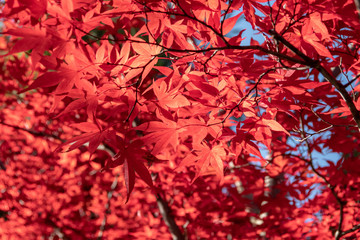 赤々と輝くもみじ