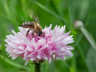 Biene auf rosa Blüte der Kornblume
