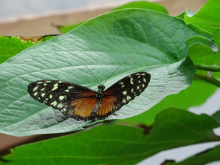 Fototapeta na wymiar Schmetterling auf einer Pflanze