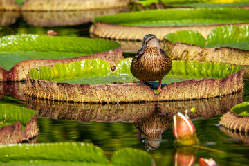 Ente, Seerose, Blatt, Seerosenblatt, Teich, Vogel 