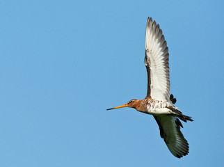 Obraz premium Black Tailed Godwit Adult Flying