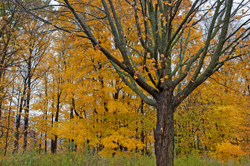 Colorful fall landscape