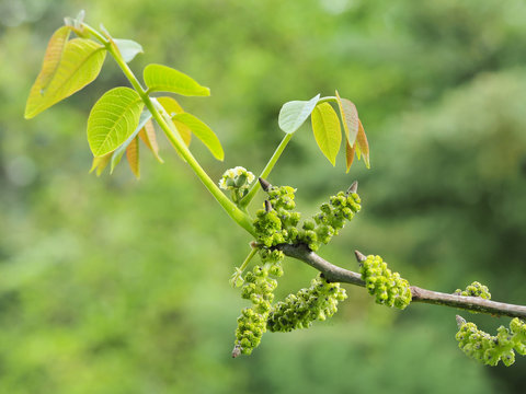 Walnussbaum / Junglans - Zweig mit grünen Blüten und junge Früchten