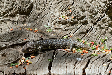 shingle back lizard aka stumpy tail hiding on a log