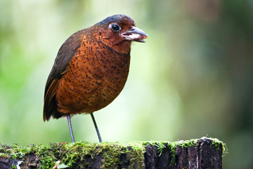 Giant Antpitta