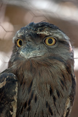 tawny frogmouth close up