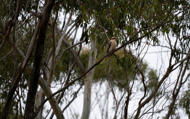 Kookaburra