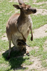 Western grey kangaroo with joey in her pouch