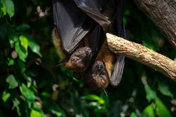 Flughund, Tier, hängt, Fledermaus