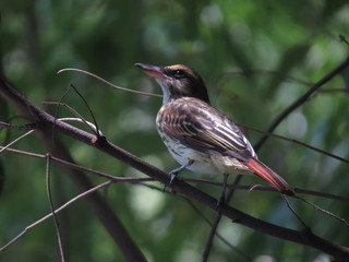Birds from south america