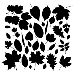Vector set of leaves silhouette