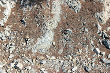 Eroded white rock surface partly covered with fallen pine needles