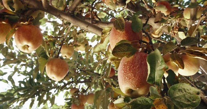Bunches of sweet yellow apples hanging on branches of trees in summer or autumn garden closeup 4k