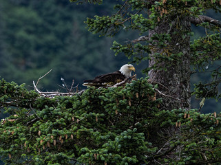 Nesting Eagle