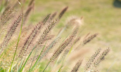 Fototapeta premium close-up of long grass moving in wind.