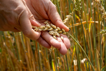 a farmer checks his crop with his hands on his field