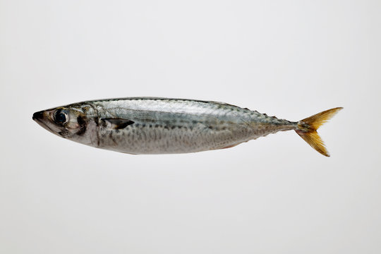 mackerel