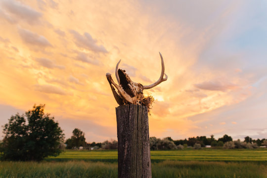 Decomposing deer skull in front of an orange sunset sky.