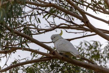 Cockatoo in Tree