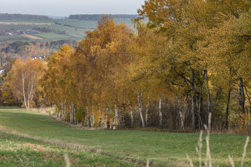 birken im herbst