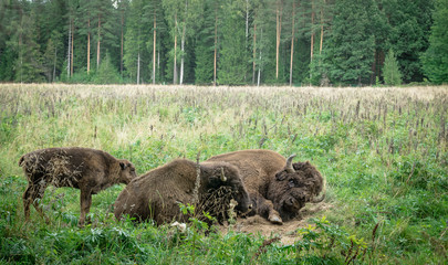 Fototapeta na wymiar large male of american bison in the national park Priokskiy