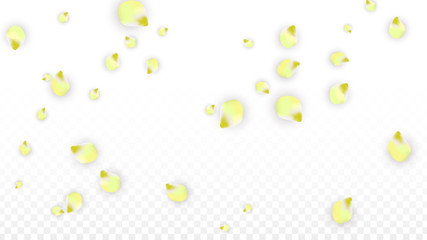 Vector Realistic Pink Petals Falling on Transparent Background.  Spring Romantic Flowers Illustration. Flying Petals. Sakura Spa Design. Blossom Confetti.