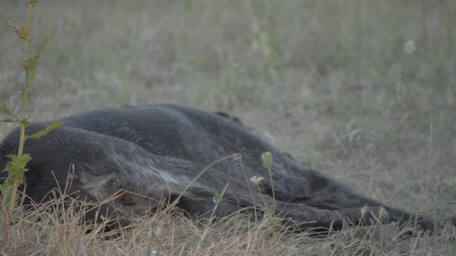 German wirehaired pointer Drathaar dog waking up on a green grass. Close up view. HD.