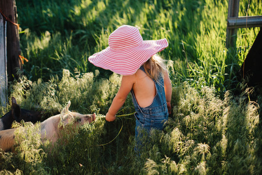 Toddler girl in denim overalls and a big sun hat feeding pigs on a farm.