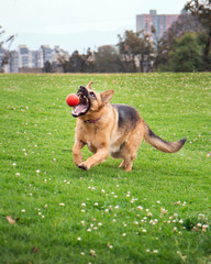 german shepherd dog running to grab his ball