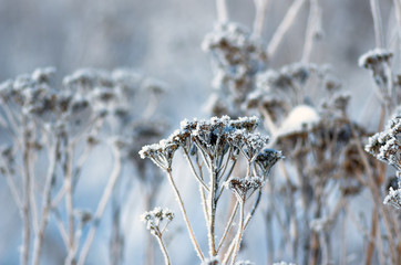 Hoarfrost on dry grass, natural winter background.