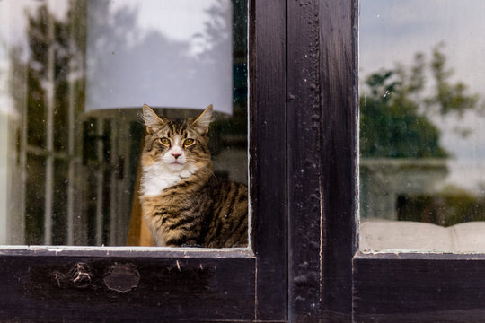 Cat Looking Out Window