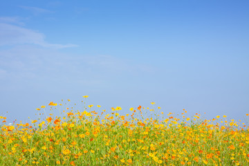 Cosmos flowers blooming