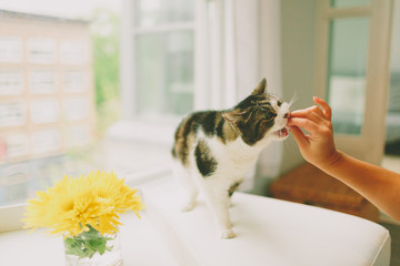 a cat being fed a treat