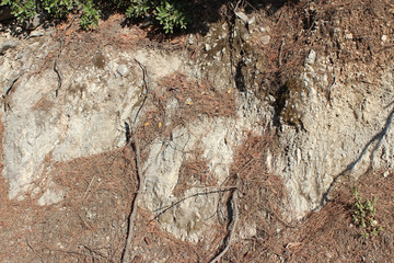 Eroded white rock surface partly covered with fallen pine needles