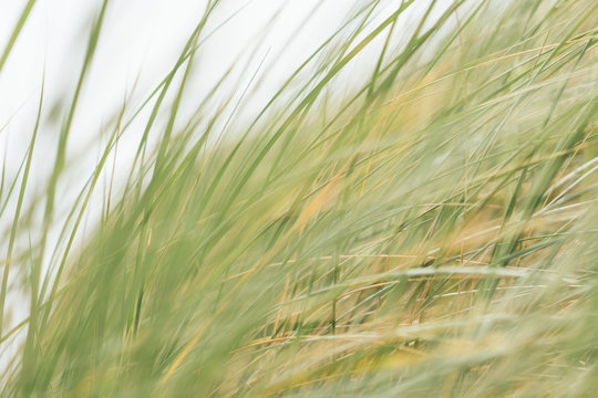 Closeup of windswept seagrasses